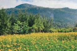 dam nha phu nha trang 4