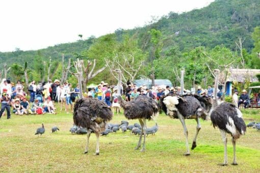 Tour đảo khỉ suối Hoa Lan