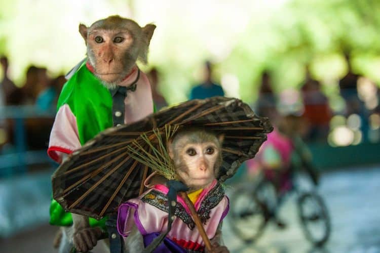 Tour đảo khỉ suối Hoa Lan