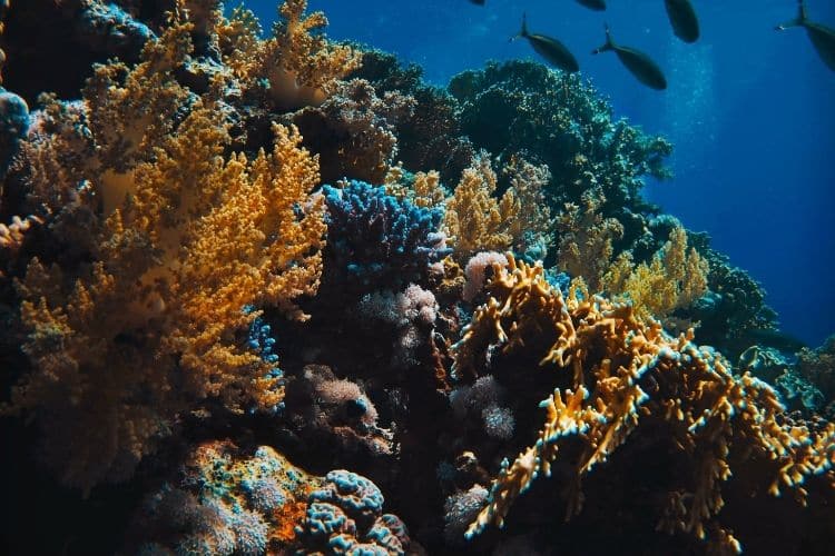 Khám phá vẻ đẹp Vịnh Nha Trang với những hòn đảo đẹp nhất 18 tour lan bien nha trang